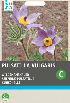Intratuin Kuhschelle blau-violett (Pulsatilla vulgaris) Blumensamen