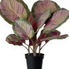 Intratuin Kunstpflanze Calathea 44 x 38 x 45 cm