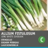 Intratuin Lauchzwiebel (Allium fistulosum 'Ishikura') Samen