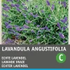 Intratuin Lavendel (Lavendula angustifolia) Blumensamen
