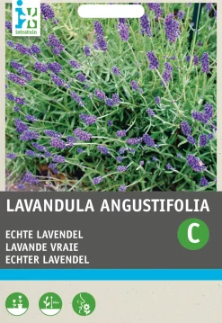 Intratuin Lavendel (Lavendula angustifolia) Blumensamen