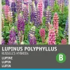 Intratuin Lupine (Lupines polyphyllus 'Russell's Hybrids') Blumensamen-Mischung