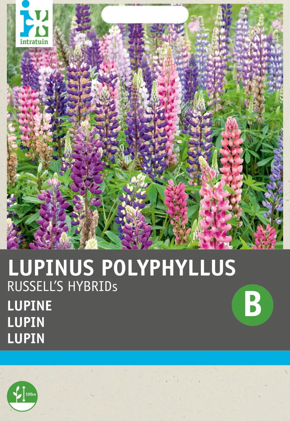 Intratuin Lupine (Lupines polyphyllus 'Russell's Hybrids') Blumensamen-Mischung