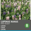 Intratuin Lupine (Lupinus nanus 'Pixie Delight') Blumensamen