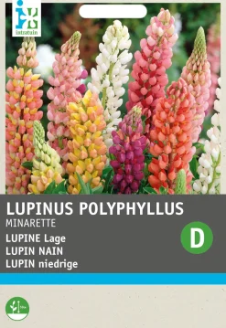 Intratuin Lupine niedrig (Lupinus polyphyllus 'Russell's Minarette') Blumensamen-Mischung