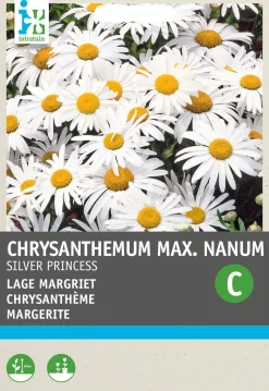 Intratuin Margerite (Chrysanthemum maximum nanum 'Silver Princess') Blumensamen