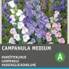 Intratuin Marienglockenblume (Campanula medium) Blumensamen