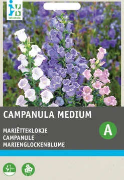 Intratuin Marienglockenblume (Campanula medium) Blumensamen