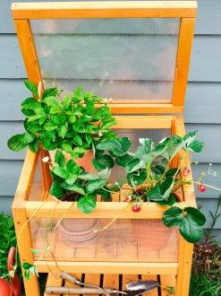 Intratuin Mini-Gewächshaus hoch Susz naturell 59 x 52 x 96 cm