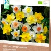 Intratuin Narzisse (Narcissus grandiflora) gemischt (BIO) Blumenzwiebeln 15 St.