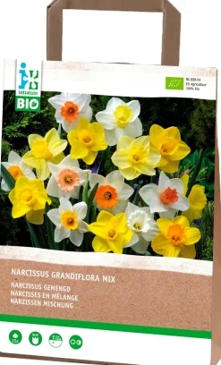 Intratuin Narzisse (Narcissus grandiflora) gemischt (BIO) Blumenzwiebeln 15 St.