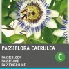 Intratuin Passionsblume blau (Passiflora caerulea) Blumensamen