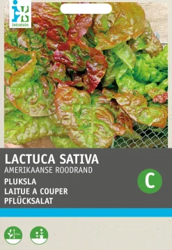 Intratuin Pflücksalat (Lactuca sativa 'Amerikanischer Brauner') Samen