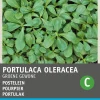 Intratuin Portulak (Portulaca oleracea 'Grüner') Samen