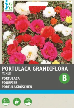 Intratuin Portulakröschen (Portulaca Grandiflora) Blumensamen-Mischung