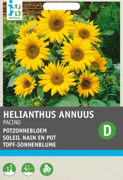 Intratuin Premium Topf-Sonnenblume (Helianthus annuus 'Pacino') Blumensamen