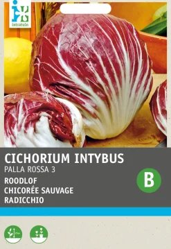 Intratuin Radicchio (Cichorium intybus 'Pallo Rossa di Chioggia') Samen