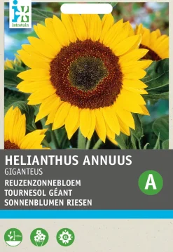 Intratuin Riesen-Sonnenblume (Helianthus annuus 'Giganteus') Blumensamen