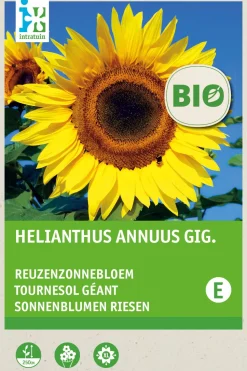 Intratuin Riesen-Sonnenblume (Helianthus annuus 'Giganteus') (BIO) Blumensamen