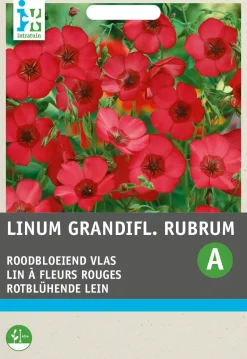 Intratuin Rotblühende Lein (Linum grandiflorum) Blumensamen