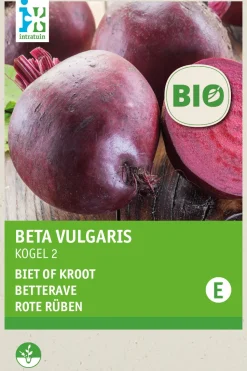 Intratuin Rote Bete (Beta vulgaris 'Detroit 2') (BIO) Samen