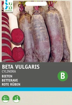 Intratuin Rote Bete lang (Beta vulgaris 'Cylindra') Samen