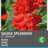 Intratuin Salvie (Salvia splendens 'Johannisfeuer') Blumensamen