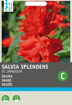 Intratuin Salvie (Salvia splendens 'Johannisfeuer') Blumensamen