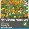 Intratuin Schlafmützchen (Eschscholtzia californica) Blumensamen-Mischung