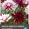 Intratuin Schmuckdahlie (Dahlia deco 'Rebecca's World') Blumenzwiebel 1 St.