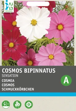 Intratuin Schmuckkörbchen (Cosmos bipinnatus 'Sensation') Blumensamen