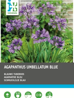 Intratuin Schmucklilie blau (Agapanthus umbelatum) Blumenzwiebeln 3 stuks