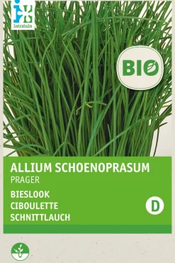 Intratuin Schnittlauch (Allium schoenoprasum 'Prager') (BIO) Samen