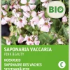 Intratuin Seifenkraut (Saponaria vaccaria 'Pink Beauty') (BIO) Samen
