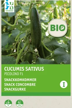Intratuin Snackgurke (Cucumis sativus 'Picolino') (BIO) Samen
