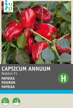 Intratuin Snack-Paprika (Capsicum annuum 'Patio Paragon') Samen