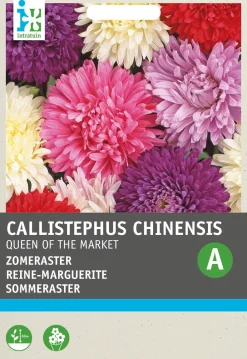 Intratuin Sommeraster (Callistephus chinensis 'Reine des Halles') Blumensamen
