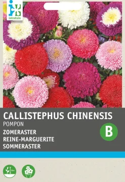 Intratuin Sommeraster (Callistephus chinensis 'Pompon') Blumensamen