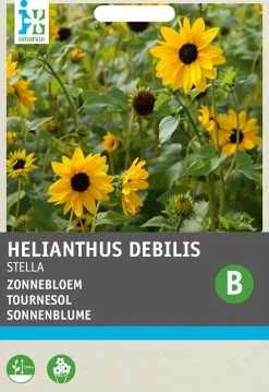 Intratuin Sonnenblume gelb (Helianthus debilis 'Stella') Blumensamen