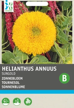 Intratuin Sonnenblume (Helianthus annuus 'Sungold') Blumensamen