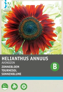 Intratuin Sonnenblume (Helianthus annuus 'Abendsonne') Blumensamen