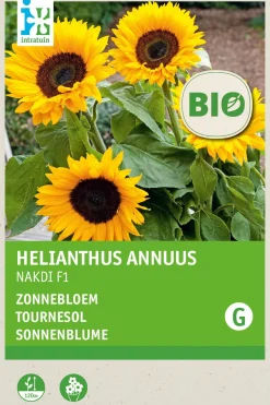 Intratuin Sonnenblume (Helianthus annuus 'Zohar F1') (BIO) Blumensamen