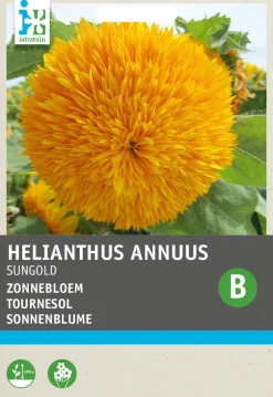 Intratuin Sonnenblume (Helianthus annuus 'Sungold') Blumensamen