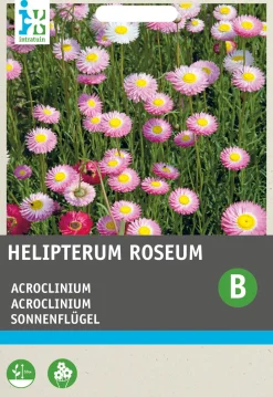 Intratuin Sonnenflügel (Acrolineum roseum) Blumensamen