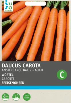 Intratuin Speisemöhren (Daucus 'Amsterdamse Bak') Samen