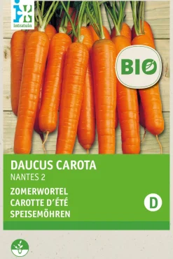 Intratuin Speisemöhren (Daucus carota 'Nantes 2') (BIO) Samen