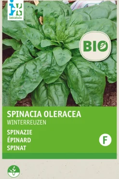 Intratuin Spinat (Spinacia oleracea 'Securo') (BIO) Samen