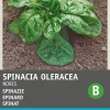 Intratuin Spinat (Spinacia oleracea 'Nores') Samen