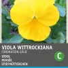 Intratuin Stiefmütterchen gelb (Viola wittrockiana 'Coronation gold') Blumensamen