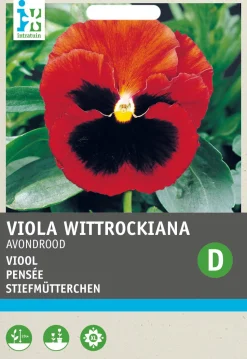 Intratuin Stiefmütterchen (Viola wittrockiana 'Abendglut') Blumensamen